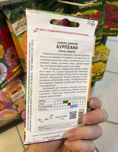 цинния Бурпеана 